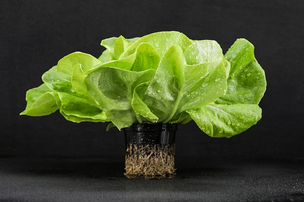 Съемка еды и напитков 11