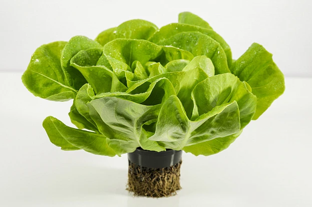 Съемка еды и напитков 10