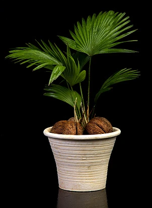 Фотосъемка цветов и букетов 12